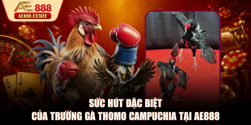 Sức hút đặc biệt của trường gà Thomo Campuchia tại AE888